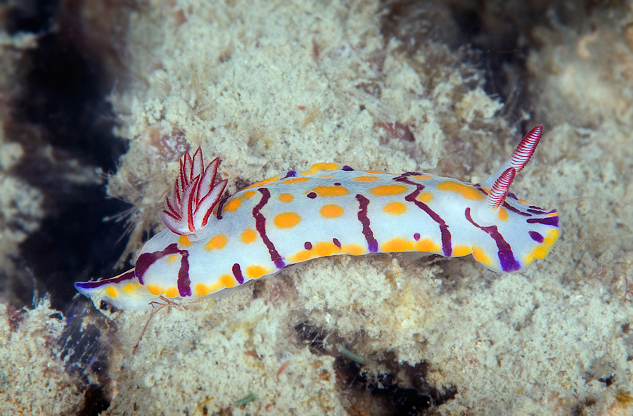 Hypselodoris zebrina